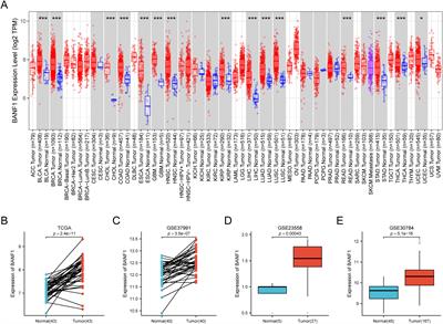 BANF1 is a novel prognostic biomarker linked to immune infiltration in head and neck squamous cell carcinoma